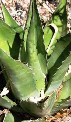 AGAVE AVELLANIDENS